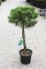 Саженцы Сосны горной ''Бенжамин'' PINUS MUGO 'Benjamin' на штамбе 60 см, ярко-зеленый 737 фото 2