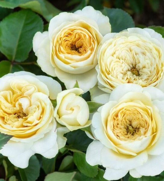 Троянда чайно-гібридна ''Гайд Парк'' ROSE 'HYDE PARK' висота 80-150 см Кремовий 416 фото