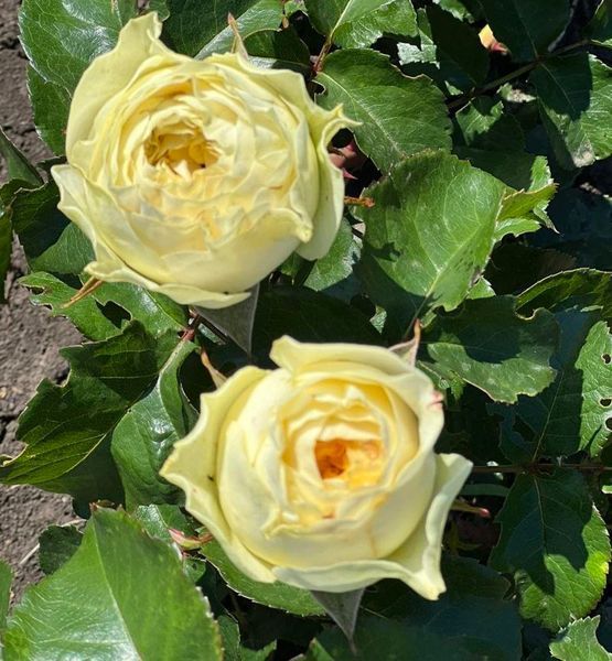 Троянда чайно-гібридна ''Гайд Парк'' ROSE 'HYDE PARK' висота 80-150 см Кремовий 416 фото