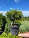 Саженцы Сосны горной ''Бенжамин'' PINUS MUGO 'Benjamin' на штамбе 60 см, ярко-зеленый 737 фото 3