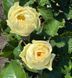 Троянда чайно-гібридна ''Гайд Парк'' ROSE 'HYDE PARK' висота 80-150 см Кремовий 416 фото 3