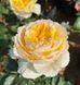 Троянда чайно-гібридна ''Гайд Парк'' ROSE 'HYDE PARK' висота 80-150 см Кремовий 416 фото 2