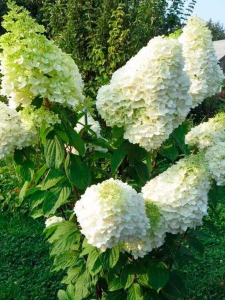 Гортензія волотиста на штамбі "Геркулес" Hydrangea paniculata 'Hercules', глечик 5&ndash;7 л, ЗКС, висота штамба 80&ndash;100 см, біло-кремовий 1130 фото