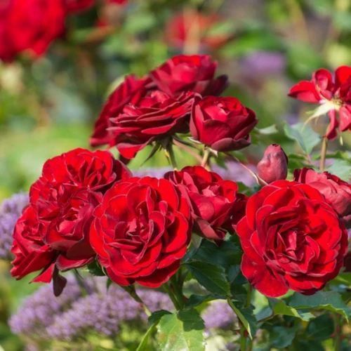 Троянда ''Торнадо'' ROSE 'TORNADO' на штамбі висота 140-160 см Червоний 311 фото