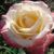 Троянда чайно-гібридна ''Белла Перла'' ROSE 'BELLA PERLE' висота 80-150 см Кремовий/ Рожевий 361 фото