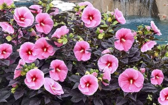 Гібіскус трав&rsquo;янистий &lsquo;Edge of Night&rsquo; (Hibiscus moscheutos &lsquo;Edge of Night&rsquo;) Ніжно-рожевий 1180 фото