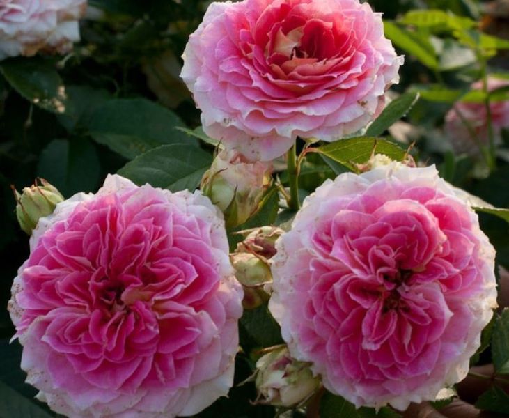Махрова Английская роза ''Цезарь'' ROSE 'CESAR' Розово-кремовый 510 фото