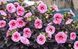 Гібіскус трав&rsquo;янистий &lsquo;Edge of Night&rsquo; (Hibiscus moscheutos &lsquo;Edge of Night&rsquo;) Ніжно-рожевий 1180 фото 2