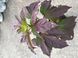 Гібіскус трав&rsquo;янистий &lsquo;Edge of Night&rsquo; (Hibiscus moscheutos &lsquo;Edge of Night&rsquo;) Ніжно-рожевий 1180 фото 4
