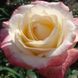 Троянда чайно-гібридна ''Белла Перла'' ROSE 'BELLA PERLE' висота 80-150 см Кремовий/ Рожевий 361 фото 1