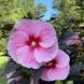 Гібіскус трав&rsquo;янистий &lsquo;Edge of Night&rsquo; (Hibiscus moscheutos &lsquo;Edge of Night&rsquo;) Ніжно-рожевий 1180 фото 1