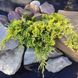 Ялівець &laquo;Голден Карпет&raquo; (Juniperus horizontalis &lsquo;Golden Carpet&rsquo;) 1,5 л глечик Золотисто-жовтий 980 фото 1