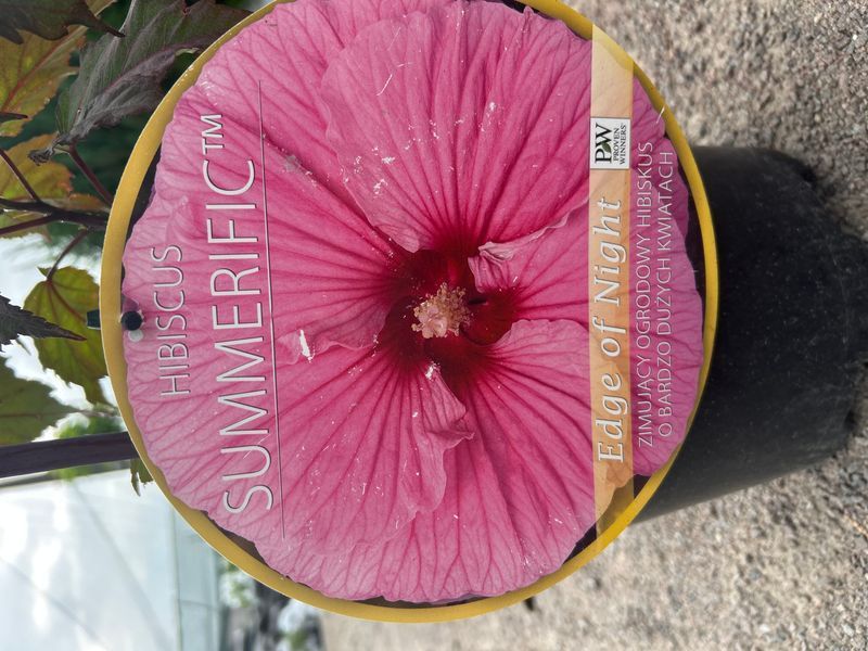 Гібіскус трав&rsquo;янистий &lsquo;Edge of Night&rsquo; (Hibiscus moscheutos &lsquo;Edge of Night&rsquo;) Ніжно-рожевий 1180 фото
