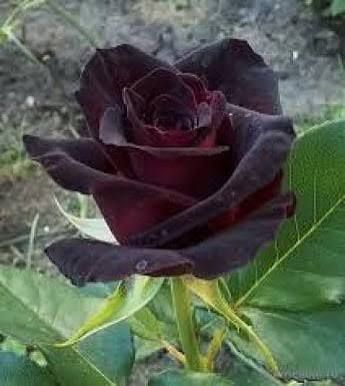 Роза чайно-гибридная ''Блэк'' ROSE 'BLACK' высота 80-150 см Темно-бордовый 1036 фото