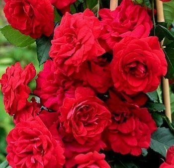 Троянда ''Королівська мантія'' ROSE 'KOROLEVSKAYA MANTIYA' на штамбі висота 140-160 см Темно-червоний 317 фото