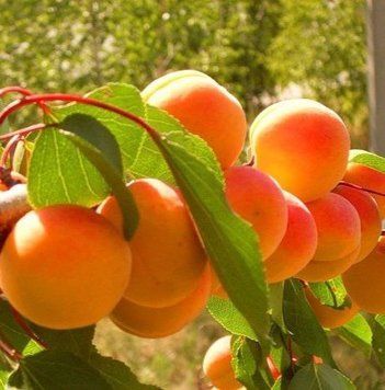 Абрикос 'Надежда' PRUNUS ARMENIACA "NADIYA" высота 150-180 см Желтый 225 фото