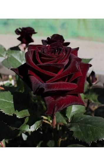 Роза чайно-гибридная ''Блэк'' ROSE 'BLACK' высота 80-150 см Темно-бордовый 1036 фото