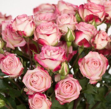 Мелкоцветковая, спрей роза ''Сафина'' ROSE 'SAFINA' высота от 100 до 120 см Розовый 467 фото