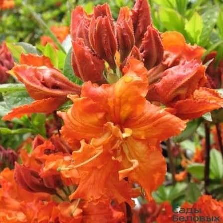 Азалія листопадна Гібралтар (Azalea Giblartar) 1109 фото