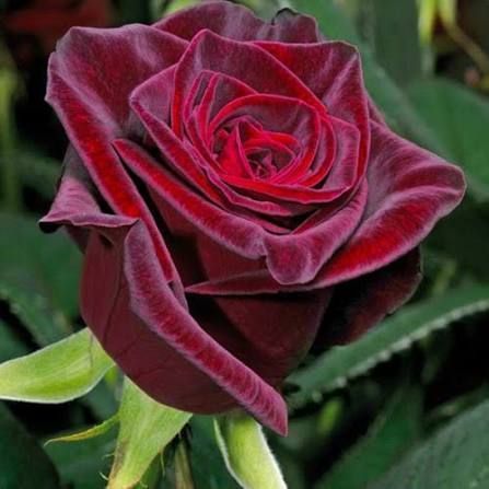 Роза чайно-гибридная ''Блэк'' ROSE 'BLACK' высота 80-150 см Темно-бордовый 1036 фото
