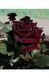 Роза чайно-гибридная ''Блэк'' ROSE 'BLACK' высота 80-150 см Темно-бордовый 1036 фото 3