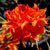Азалія листопадна Гібралтар (Azalea Giblartar) 1109 фото