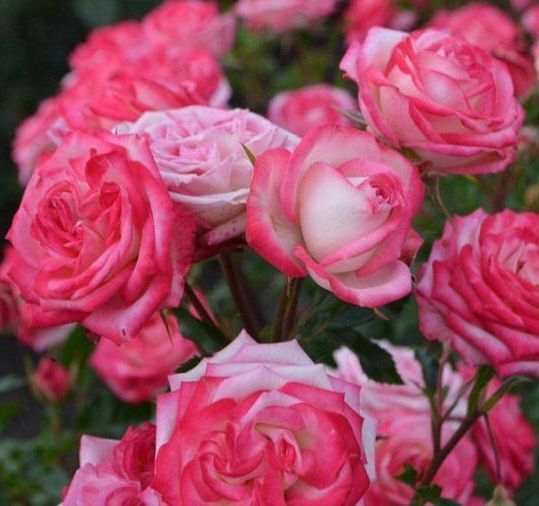 Дрібноквіткова, спрей троянда ''Сафіна'' ROSE 'SAFINA' висота від 100 до 120 см Рожевий 467 фото