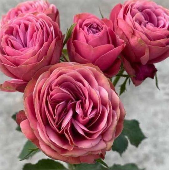 Троянда чайно-гібридна ''Гранд Трендсеттер'' ROSE 'GRAND TRENDSETTER' висота 80-150 см Насичено-рожевий 417 фото