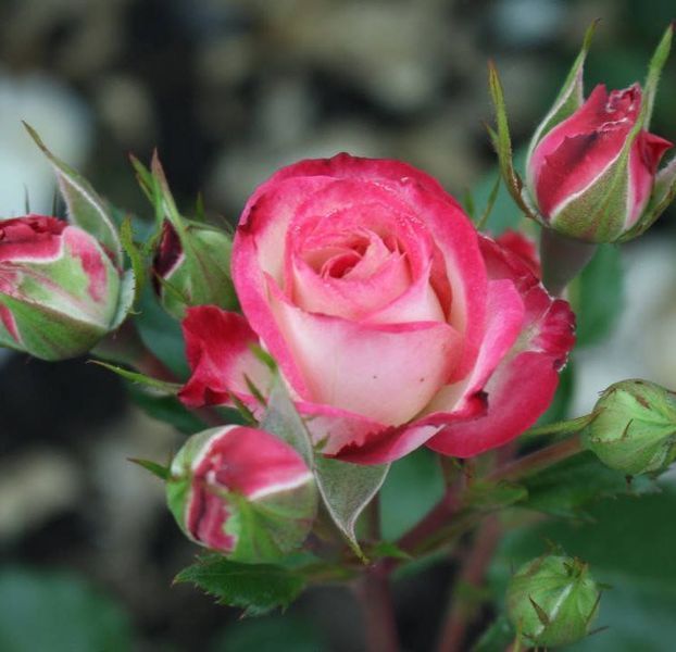 Дрібноквіткова, спрей троянда ''Сафіна'' ROSE 'SAFINA' висота від 100 до 120 см Рожевий 467 фото