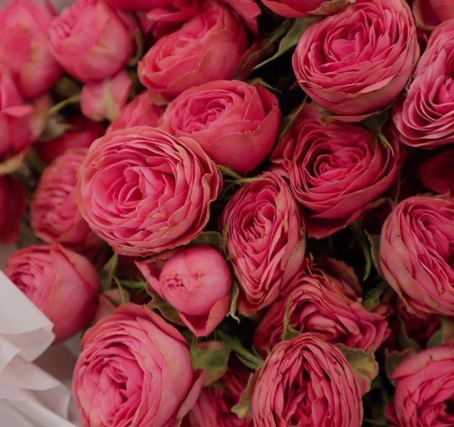 Троянда чайно-гібридна ''Гранд Трендсеттер'' ROSE 'GRAND TRENDSETTER' висота 80-150 см Насичено-рожевий 417 фото