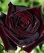 Роза чайно-гибридная ''Блэк'' ROSE 'BLACK' высота 80-150 см Темно-бордовый 1036 фото 2