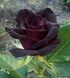 Роза чайно-гибридная ''Блэк'' ROSE 'BLACK' высота 80-150 см Темно-бордовый 1036 фото 4