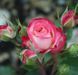 Дрібноквіткова, спрей троянда ''Сафіна'' ROSE 'SAFINA' висота від 100 до 120 см Рожевий 467 фото 3