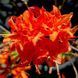 Азалія листопадна Гібралтар (Azalea Giblartar) 1109 фото 1