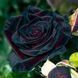 Роза чайно-гибридная ''Блэк'' ROSE 'BLACK' высота 80-150 см Темно-бордовый 1036 фото 1