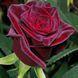 Роза чайно-гибридная ''Блэк'' ROSE 'BLACK' высота 80-150 см Темно-бордовый 1036 фото 5