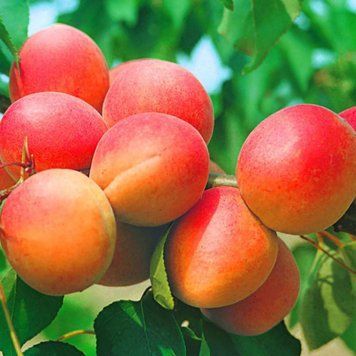 Абрикос 'Цунами' PRUNUS ARMENIACA "ТSUNAMI" высота 150-180 см Оранжевый 226 фото