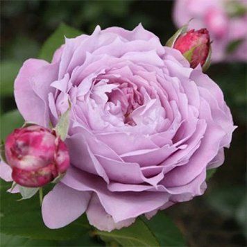 Троянда чайно-гібридна ''Новаліс'' ROSE 'NOVALIS' висота 80-150 см Бузковий 418 фото