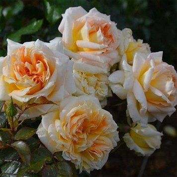 Троянда ''Ля Каліссон'' ROSE 'LA CALISSONNE' на штамбі висота 140-160 см Помаранчево-жовтий 318 фото