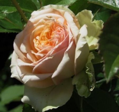 Троянда ''Ля Каліссон'' ROSE 'LA CALISSONNE' на штамбі висота 140-160 см Помаранчево-жовтий 318 фото