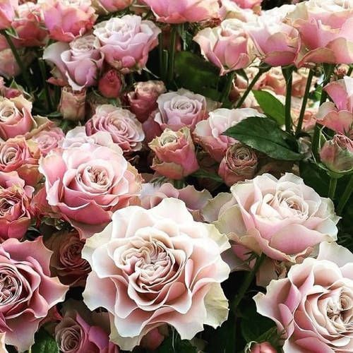 Роза чайно-гибридная ''Бурбон Стрит'' ROSE 'BOURBON STREET' высота 80-150 см Бежево-розовый 368 фото
