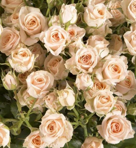 Дрібноквіткова, спрей троянда ''Яна'' ROSE 'JANA' висота від 100 до 120 см Кремовий 468 фото