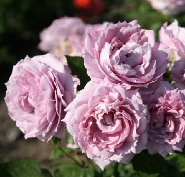 Троянда чайно-гібридна ''Новаліс'' ROSE 'NOVALIS' висота 80-150 см Бузковий 418 фото