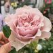 Роза чайно-гибридная ''Бурбон Стрит'' ROSE 'BOURBON STREET' высота 80-150 см Бежево-розовый 368 фото 1