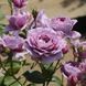 Троянда чайно-гібридна ''Новаліс'' ROSE 'NOVALIS' висота 80-150 см Бузковий 418 фото 5