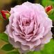 Троянда чайно-гібридна ''Новаліс'' ROSE 'NOVALIS' висота 80-150 см Бузковий 418 фото 2