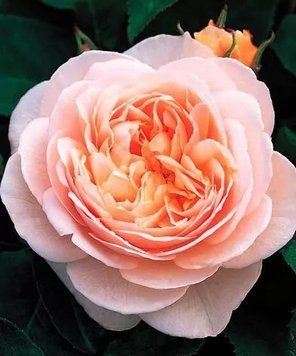 Троянда чайно-гібридна ''Джульєтта'' ROSE 'JULIET' висота 40-50 см Персиковий 419 фото