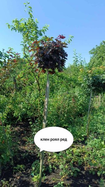 Клен на штамбе ''Роял Ред'' ACER PLATANOIDES&nbsp;'ROYAL RED', кувшин с5-10 л, ЗКС, высота 100 см, Темно-бордовый 183 фото