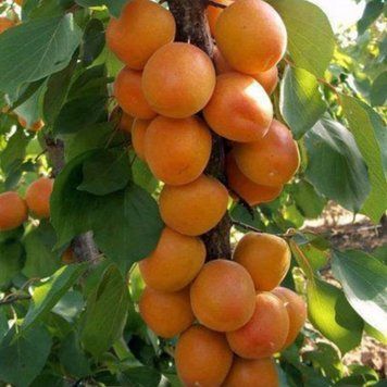 Абрикос колоновидный 'Цунами' PRUNUS ARMENIACA "ТSUNAMI" высота 50-60 см Оранжевый 227 фото