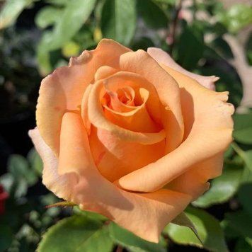 Троянда чайно-гібридна ''Версілія'' ROSE 'VERSILIA' висота 80-150 см Персиковий 369 фото